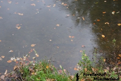 Lachsforellenangeln_4